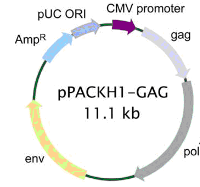 pPACKH1-GAG载体图谱